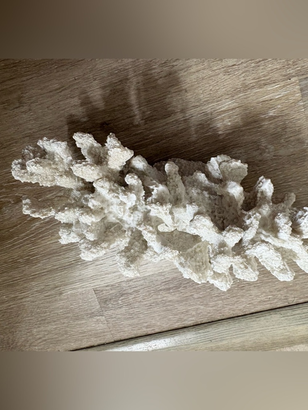 Natural White Coral Decorative Accent - Picture 2 of 4